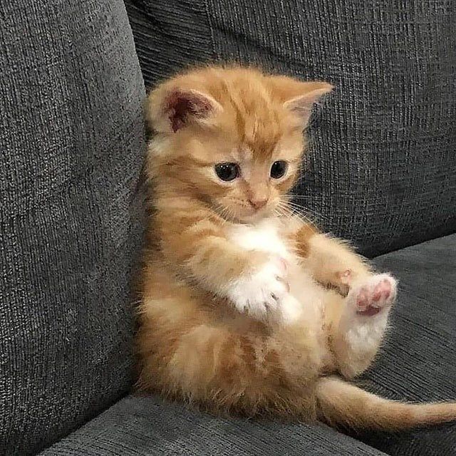 Киски